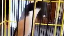 Burung Cendet Kicau Dalam Sangkar