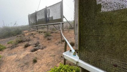Fog harvested in Chile