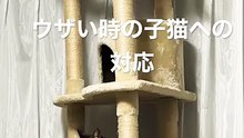 こてつが子猫ポスをウザいと感じた時の塩対応。(1)