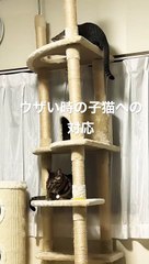 こてつが子猫ポスをウザいと感じた時の塩対応。(1)