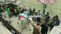 شاهد: رفع الأبقار من فوق أسطح المنازل في باكستان