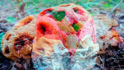 18 Hongos Más Raros que Existen en el Mundo Parte 1_3