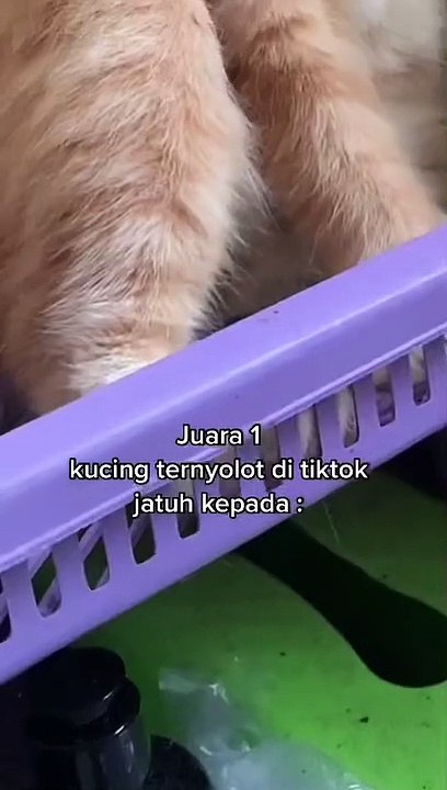 Kucing Ternyolot