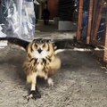 Owl running closer