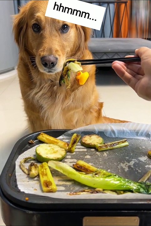 Dogs who care about piglets