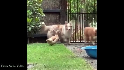 FUNNY CAT MEMES COMPILATION OF 2022 #34