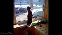 FUNNY CAT MEMES COMPILATION OF 2022 #35