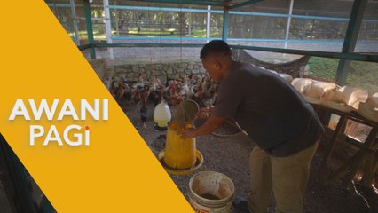 AWANI Pagi: Usahawan FELDA | Nik Agro Farm sasar pengeluaran 15,000 anak ayam kampung