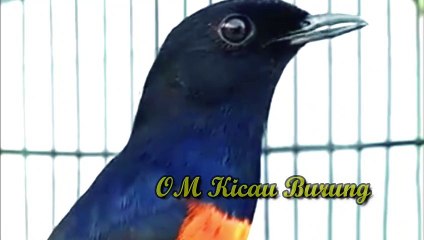 Pembangkit & Membakar EMOSI AGAR ikut TARUNG dan UPGRADE MENTAL murai batu anda