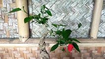 Bonsai Kembang Sepatu ( Hibiscus Bonsai )