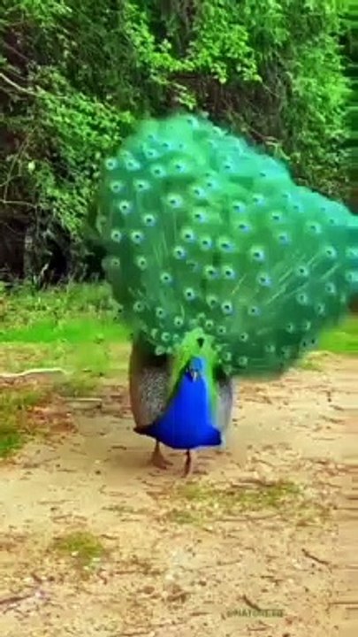 A beautiful peacock...#shorts