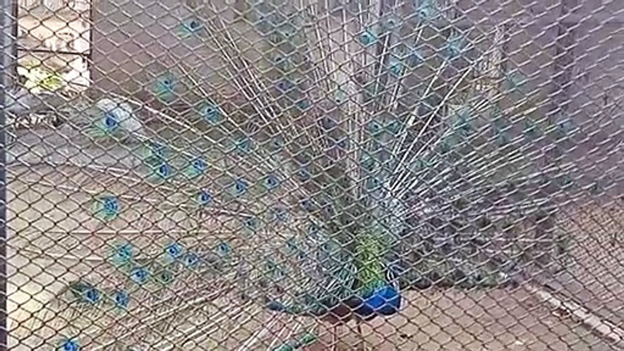 Peocock dance