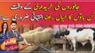 Things to know before buying sacrificial animal for Qurbani