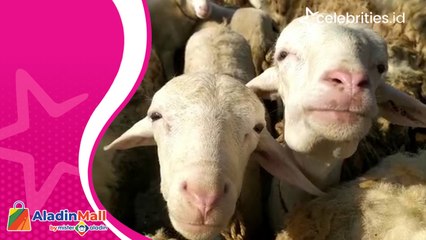 Jelang Idul Adha, Harga Kambing dan Domba di Banjarnegara Naik Sampai Rp500 Ribu