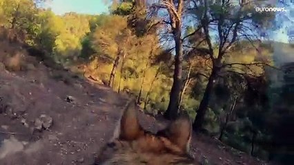 Descubre el bosque de la provincia de Almería con la compañía de una manada de lobos