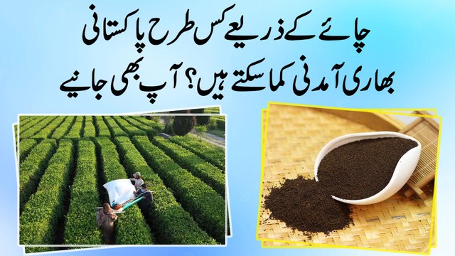 Chai k zariye kis trah Pakistani bhari amdani kama saktay hain? Aap b janiye