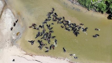Muş'ta Afrika'yı andıran görüntüler