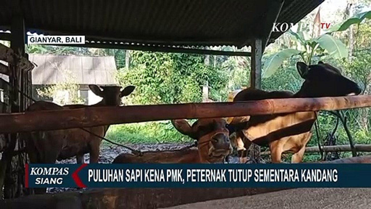 Wabah PMK Mulai Meluas, Kini Terdeteksi Muncul di Bali