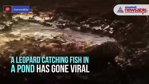 Leopard catching fish in a pond, video goes viral