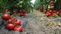 Cumhurbaşkanı Erdoğan talimat vermişti, Amasya'daki seralarda domates hasadı başladı
