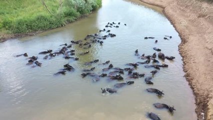 MUŞ -Sıcaktan bunalan mandaların Murat Nehri'nde banyo keyfi