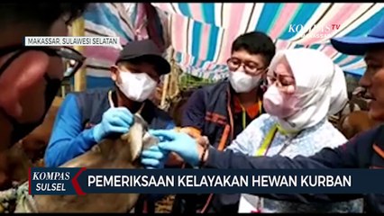 Pemeriksaan Kelayakan Hewan Kurban