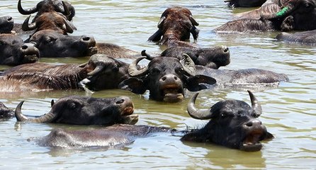 Muş’ta Afrika’yı andıran görüntüler