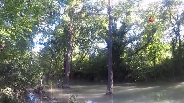 Ağaç dalında ayağına ip dolanan karga böyle kurtarıldı