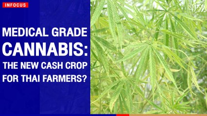 Medical grade cannabis: The new cash crop for Thai farmers? | The Nation