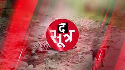 Ranthambhore: टाइगर की नींद में पड़ा खलल तो डॉगी का किया शिकार, देखें वीडियो