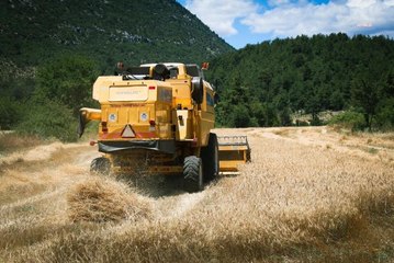 Antalya Büyükşehir'in Ata Tohumu Projesinde Hasat Sevinci