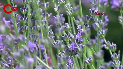 Lavanta balının kilosunu 250 TL