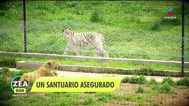 Aseguran refugio de felinos en el Ajusco por maltrato animal