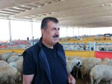 Türkiye Damızlık Koyun Keçi Yetiştiricileri Merkez Birliğinden kurban pazarlarına denetim