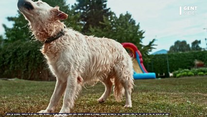 Prehistoric fossils of a rare bear-dog hybrid unearthed by archaeologists