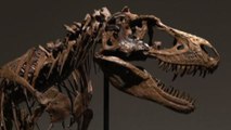 Uno scheletro di un Gorgosauro va all'asta a New York