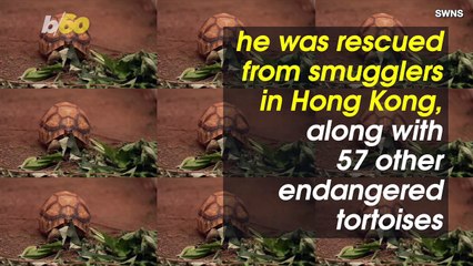 This Extremely Rare Tortoise Was Rescued From Smugglers, Now Rolls Around On High-Tech Prosthetic Limb