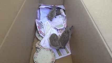 Hayvanseverin baktığı 4 yavru kirpi doğaya bırakıldı