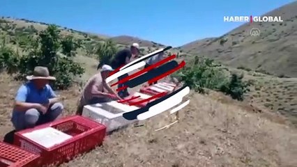 Muhteşem görüntüler... Yüzlerce kınalı kekliğin doğaya salınma anı kamerda