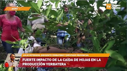 Yerbateros se quejan por aumento de la corresponsabilidad gremial