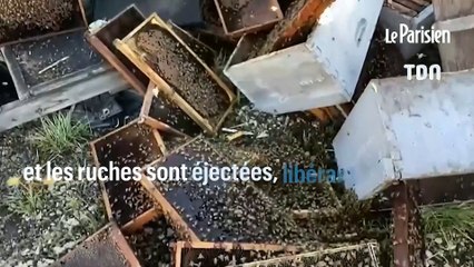 25 millions d’abeilles au milieu d’une route après un accident de camion aux Etats-Unis