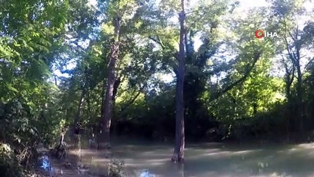 Ağaç dalında ayağına ip dolanan karga böyle kurtarıldı