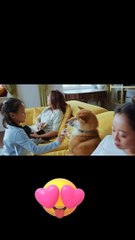 ❤️❤️Best Funny Animal Videos 2022 - Funniest Dogs Videos #2 #babydog #funnydog