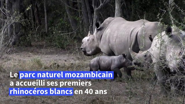 Au Mozambique, des rhinocéros réintroduits dans un parc naturel