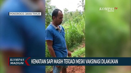 Kematian Sapi Masih Terjadi Meski Vaksinasi Dilakukan