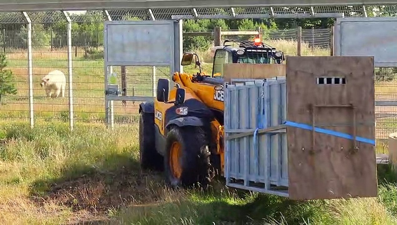 Yorkshire Wildlife Park - Polar bears on the move