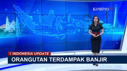 Hutan Dilanda Banjir, Orang Utan Berkeliaran di Jembatan Layang Kotawaringin