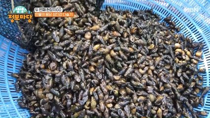 섬진강 다슬기! 다슬기 잡는 현장부터 얼큰한 다슬기 탕까지!