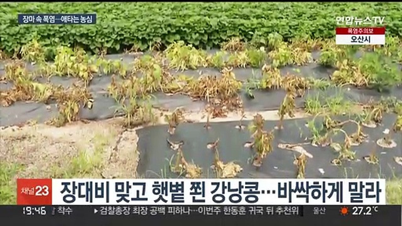 불볕더위 농작물 피해 심각…농민들 속탄다