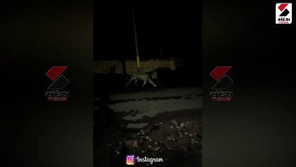 ગીરના ગામડામાં શિકારની શોધમાં સિંહો ગામમાં ઘુસ્યા